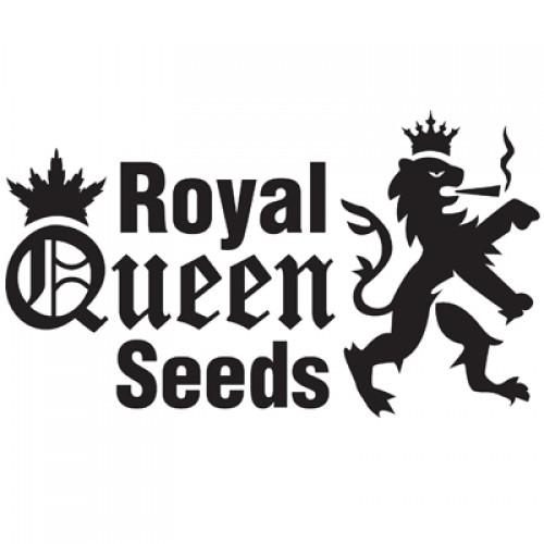 Special Queen #1 (feminisoitu siemen)